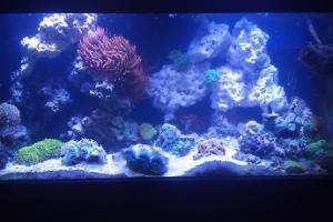 My Aquarium Thumbnail