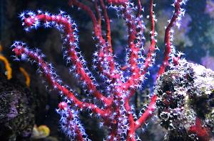 Red finger gorgonian Thumbnail