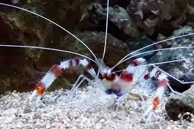 Coral Banded Shrimp  Thumbnail