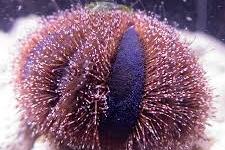 Tuxedo Urchin Thumbnail