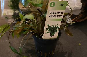 Cryptocoryne Wendtii green Thumbnail