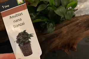 Anubias Nana Bonzai Thumbnail