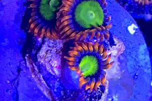 Mandarin Orange Zoanthids Thumbnail