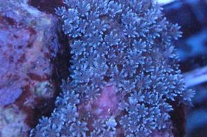 Blue Star Polyps Thumbnail