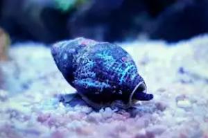 Nassarius Snail Thumbnail