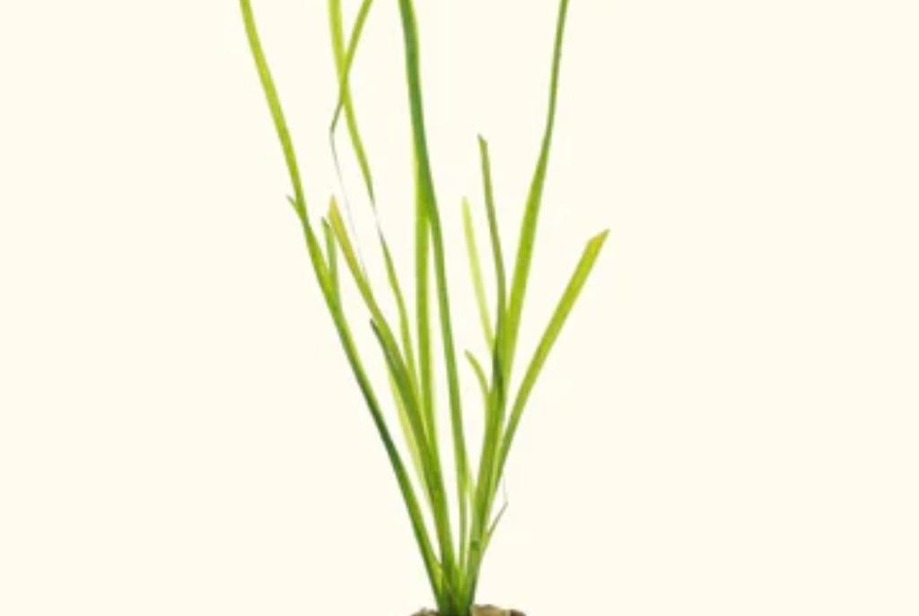 Vallisneria