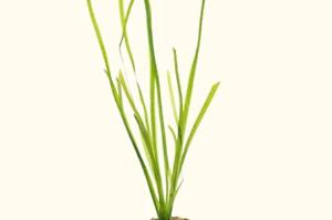 Vallisneria