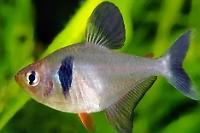 Black Phantom Tetra Thumbnail