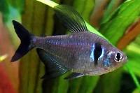 Black Phantom Tetra Thumbnail