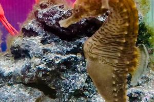 Seahorse tank Thumbnail