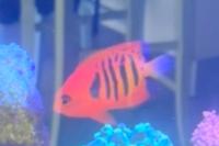 Flame Angelfish Thumbnail