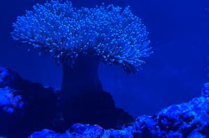 Toadstool Mushroom Leather Coral Thumbnail