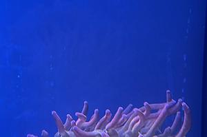 Bubble Tip Anemone Thumbnail