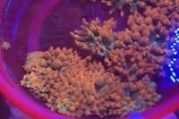 Ultra starburst bubble tip anemone Thumbnail