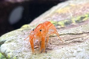 Mexican Dwarf Crayfish Thumbnail