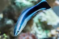 bluestreak cleaner wrasse Thumbnail