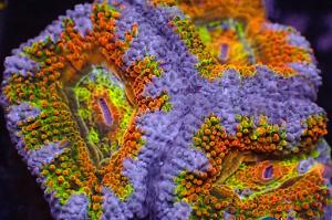 Ultra Rainbow Winter Radioactive Acan Thumbnail