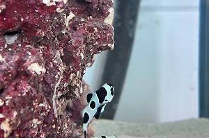 Black Storm Clownfish Thumbnail