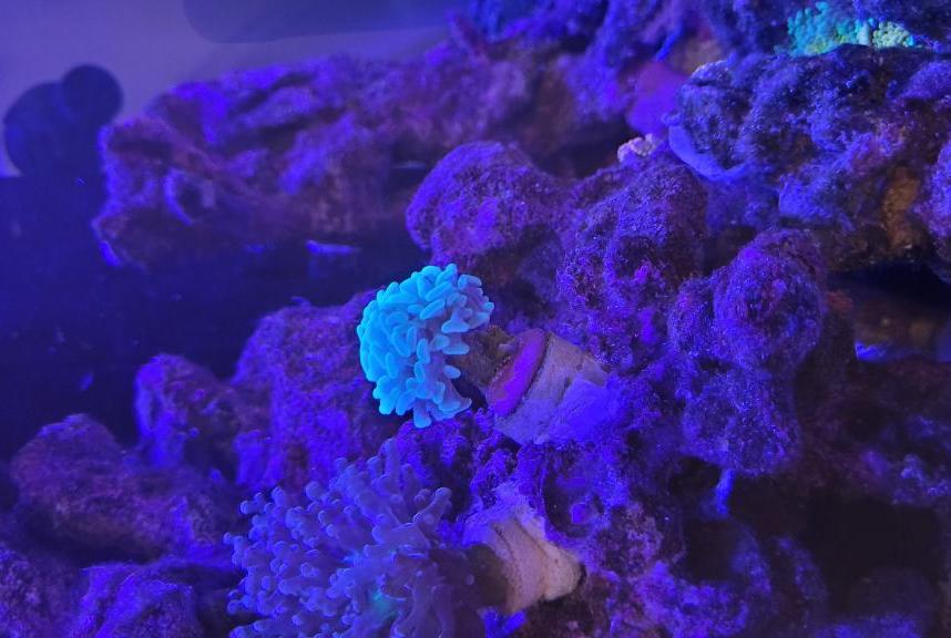 Hammer Coral