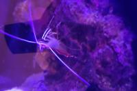 Red Line Cleaner Shrimp Thumbnail