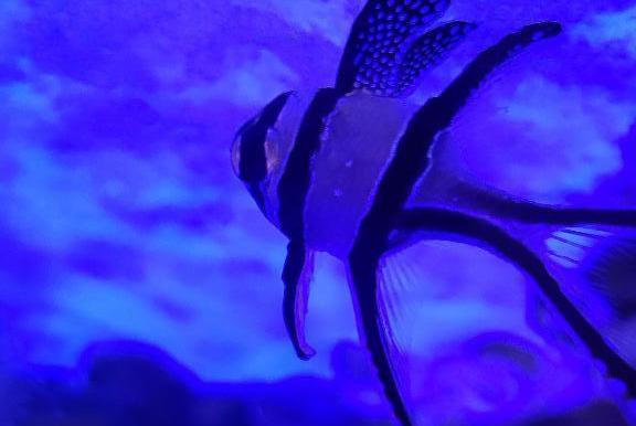 Banggai cardinalfish