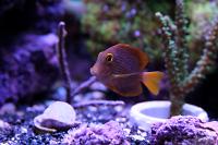 Kole Yellow Eye Tang Thumbnail