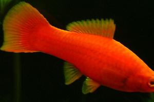 Red swordtail Thumbnail