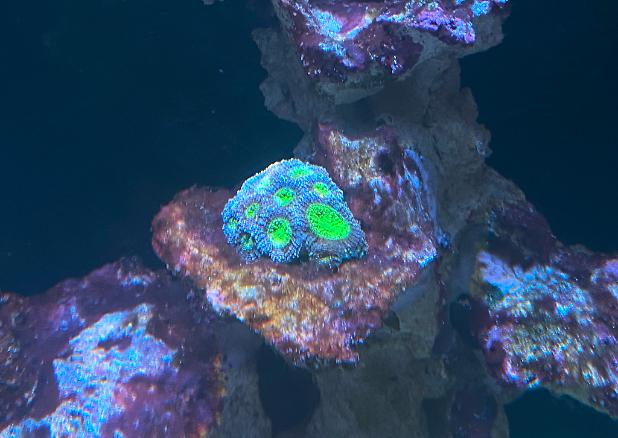 Acanthastrea