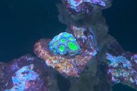 Acanthastrea Thumbnail