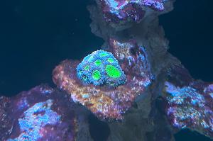 Acanthastrea