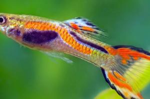 Endler Guppy Thumbnail