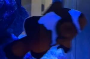 Snowflake Clownfish Thumbnail