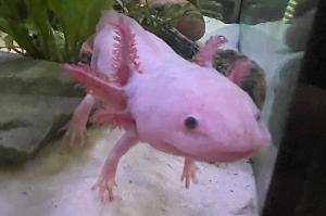 Axolotl Thumbnail