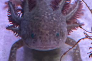 Axolotl Thumbnail