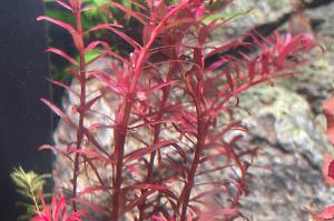 Rotala H'ra Thumbnail