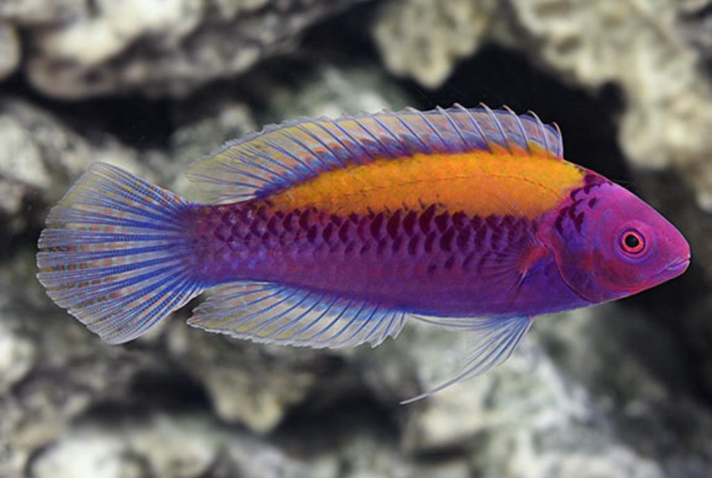 Orangeback Fairy wrasse