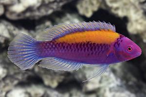 Orangeback Fairy wrasse Thumbnail