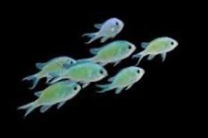 Green Chromis Thumbnail