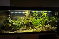 My Aquarium on 2024-01-20T14:28:55.063940Z[GMT]