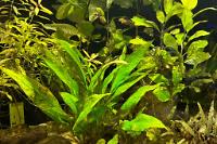 My Aquarium on 2024-01-20T14:29:13.395759Z[GMT]