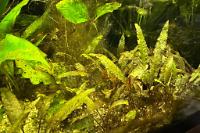 My Aquarium on 2024-01-20T14:29:18.001501Z[GMT]