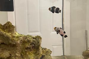 Black Ocelaris Clownfish Thumbnail