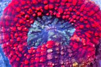 Rainbow Lobophyllia Thumbnail