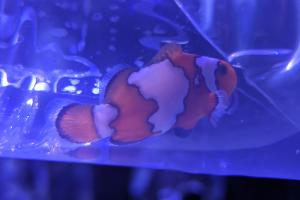 Snowflake Clownfish Thumbnail