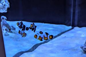 Premium Gladiator Clownfish Thumbnail