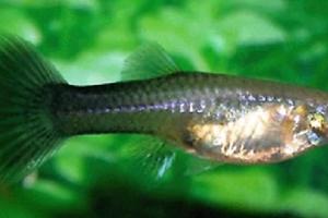 Blue Moscow Guppy Thumbnail