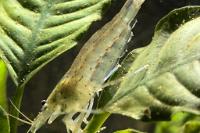 Amano Shrimp Thumbnail