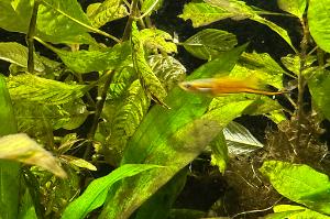 Sword Tail Platy