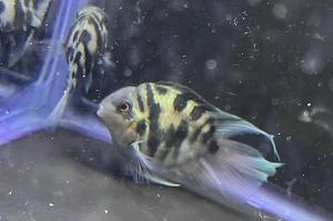 Polar Blue Parrot Cichlid  Thumbnail