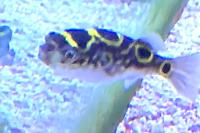 Figure Eight Puffer Thumbnail